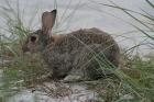 Europäisches Wildkaninchen