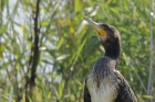 Kormoran