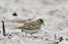 Kurzzehenlerche