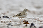 Kurzzehenlerche