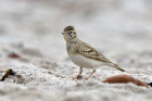 Kurzzehenlerche