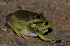 Laubfrosch