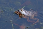 Moorfrosch