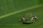 Rot-Schwimmhäuten Laubfrosch