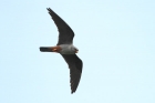 Rotfußfalke