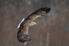 Seeadler