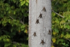 Sharp-nosed Bat