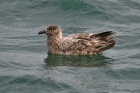 Skua