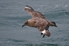 Skua