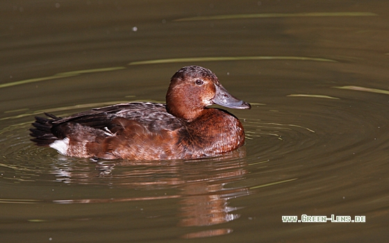 Moorente - Copyright Christoph Moning