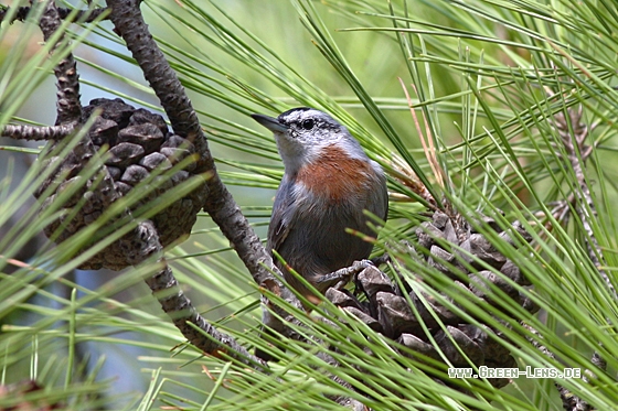 Türkenkleiber - Copyright Christoph Moning