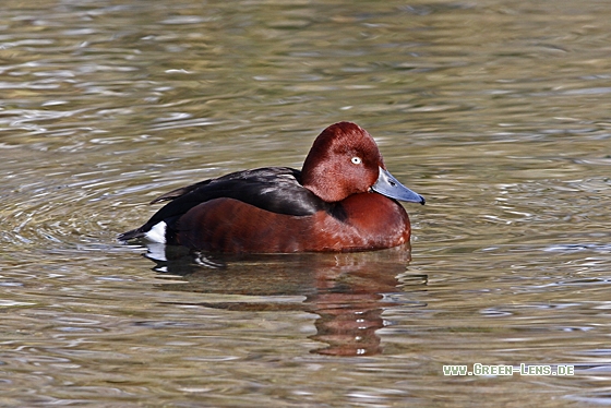 Moorente - Copyright Christoph Moning