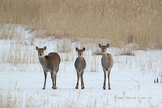 Sikahirsch - Copyright Stefan Pfützke