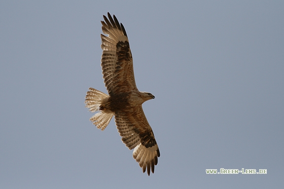 Adlerbussard - Copyright Stefan Pfützke