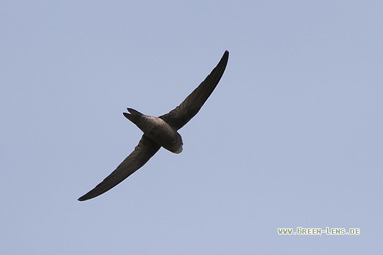 Alexandersegler - Copyright Stefan Pfützke