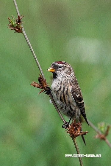 Birkenzeisig - Copyright Stefan Pfützke
