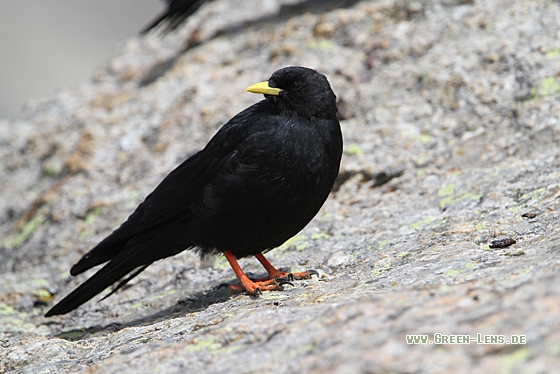 Alpendohle - Copyright Christoph Moning