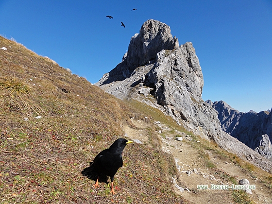 Alpendohle - Copyright Christoph Moning