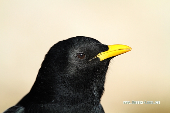 Alpendohle - Copyright Christoph Moning