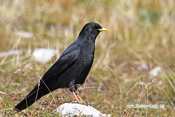 Alpendohle - Copyright Christoph Moning
