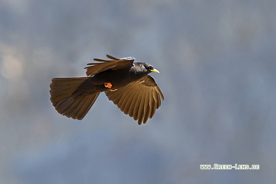 Alpendohle - Copyright Christoph Moning