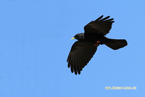 Alpendohle - Copyright Christoph Moning