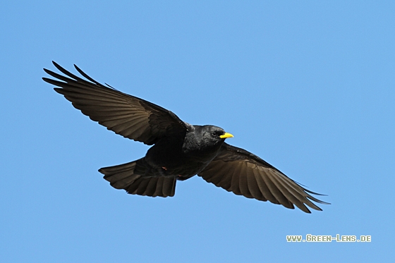 Alpendohle - Copyright Christoph Moning
