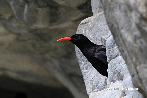 Alpenkrähe - Copyright Christoph Moning