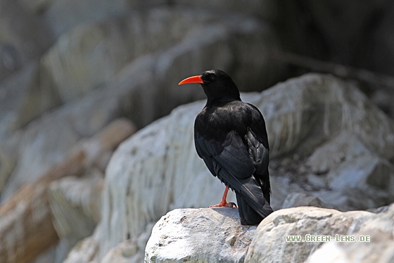 Alpenkrähe - Copyright Christoph Moning