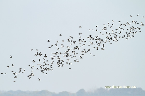 Alpenstrandläufer - Copyright Stefan Pfützke