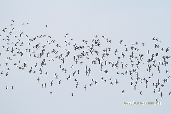 Alpenstrandläufer - Copyright Stefan Pfützke