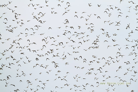 Alpenstrandläufer - Copyright Stefan Pfützke
