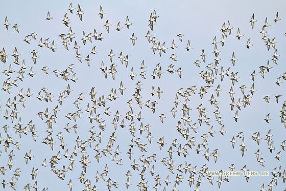 Alpenstrandläufer - Copyright Stefan Pfützke