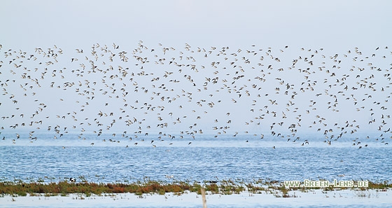 Alpenstrandläufer - Copyright Stefan Pfützke