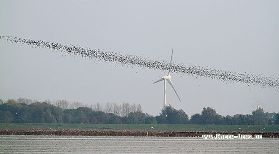 Alpenstrandläufer - Copyright Stefan Pfützke