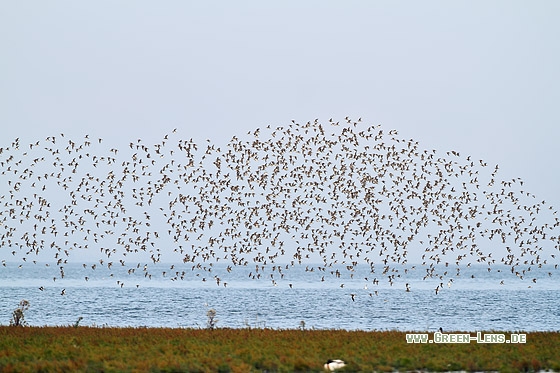 Alpenstrandläufer - Copyright Stefan Pfützke
