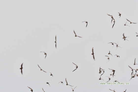 Alpenstrandläufer - Copyright Stefan Pfützke