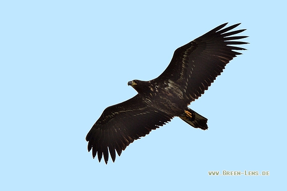 Seeadler - Copyright Stefan Pfützke