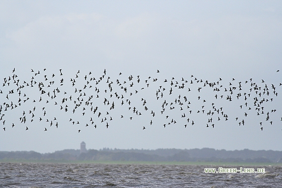 Alpenstrandläufer - Copyright Stefan Pfützke