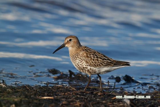 Alpenstrandläufer - Copyright Stefan Pfützke