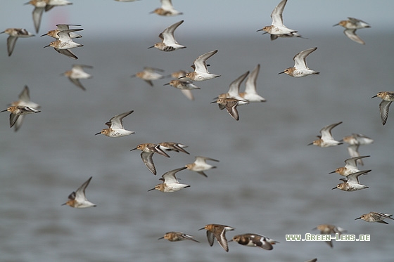 Alpenstrandläufer - Copyright Stefan Pfützke