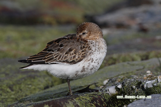 Alpenstrandläufer - Copyright Stefan Pfützke
