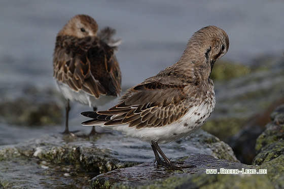 Alpenstrandläufer - Copyright Stefan Pfützke