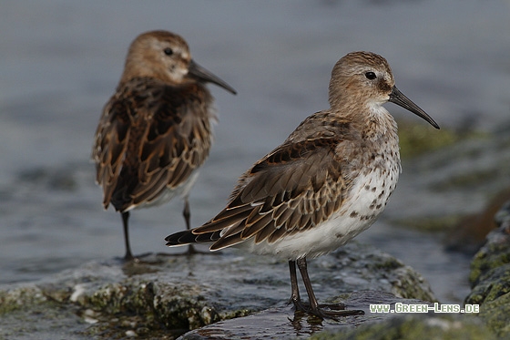 Alpenstrandläufer - Copyright Stefan Pfützke