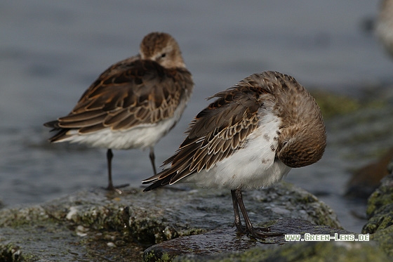 Alpenstrandläufer - Copyright Stefan Pfützke
