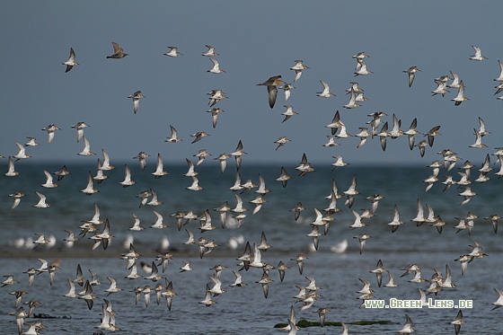 Alpenstrandläufer - Copyright Stefan Pfützke