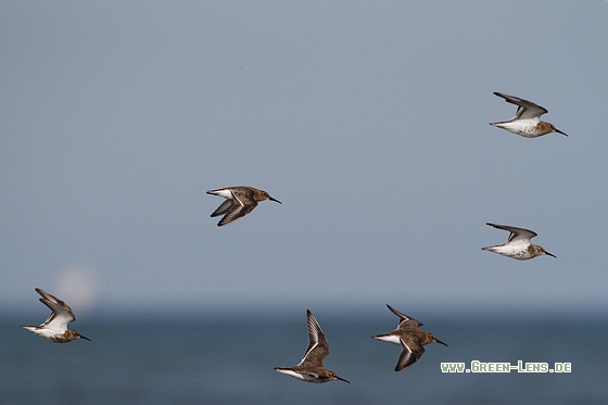 Alpenstrandläufer - Copyright Stefan Pfützke