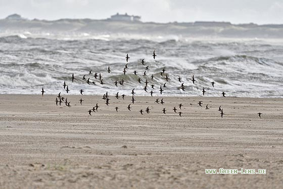 Alpenstrandläufer - Copyright