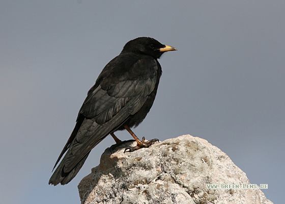 Alpendohle - Copyright Christoph Moning
