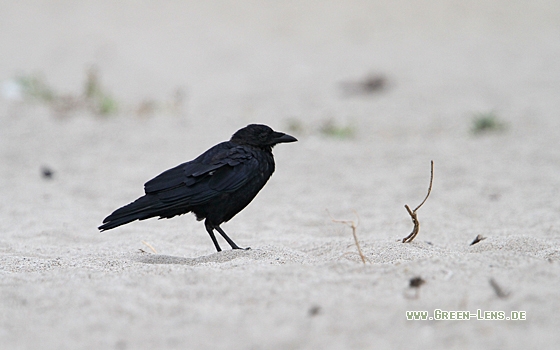 Amerikanerkrähe - Copyright Christoph Moning